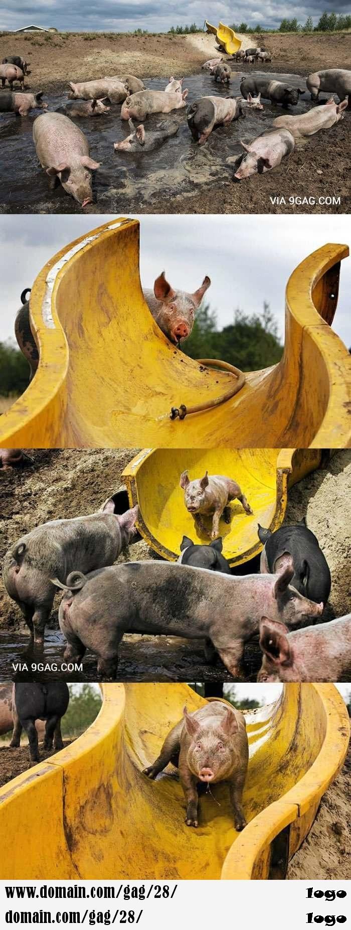 Oh look even pigs have more fun than I do