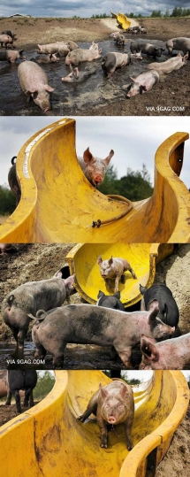 Oh look even pigs have more fun than I do